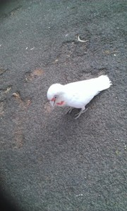 10429327_10205935458936023_5016154186306326711_n