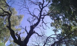 10987306_10205935458856021_4520411355746387801_o