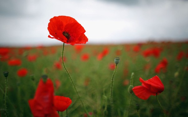 Poppy_field_3086874b.jpg