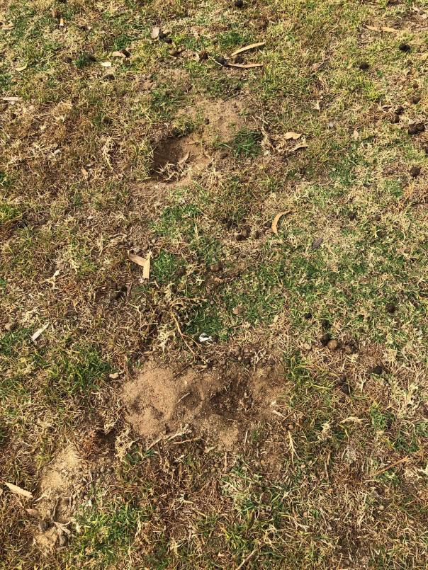 56815956_360293207928439_1046528576205094912_n